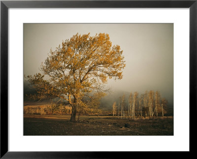 Golden Sunlit Tree In The Mist by Sisse Brimberg Pricing Limited Edition Print image