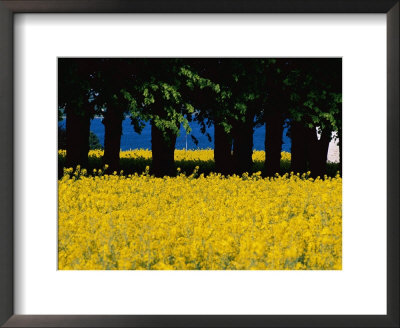 Spectacular Fields Of Yellow Wildflowers by Sisse Brimberg Pricing Limited Edition Print image