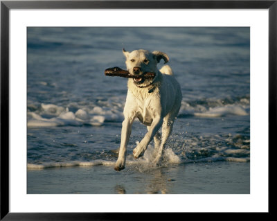 A Labrador Retriever Runs Along The Shoreline With A Stick In Its Mouth by Roy Toft Pricing Limited Edition Print image