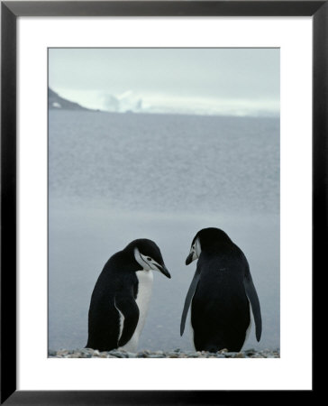 Two Chinstrap Penguins Stand On A Pebble Beach by Gordon Wiltsie Pricing Limited Edition Print image