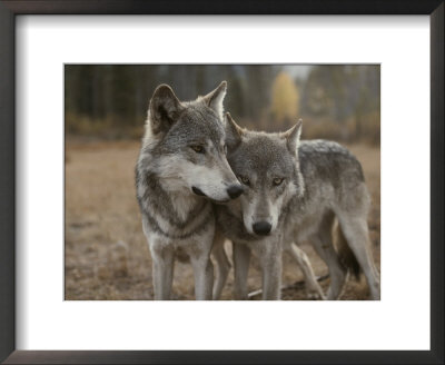 A Couple Of Gray Wolves, Canis Lupus, Stand Next To One Another by Jim And Jamie Dutcher Pricing Limited Edition Print image