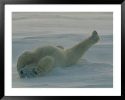 Polar Bear (Ursus Maritimus) Stretching During Nap In Snow by Norbert Rosing Pricing Limited Edition Print image