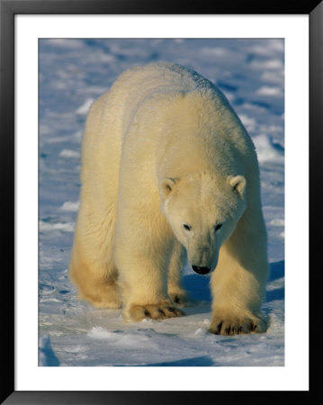 A Polar Bear Heads Across A Snowy Field by Paul Nicklen Pricing Limited Edition Print image