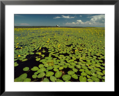 Water Lilies Cover The River In Front Of A House On The Selenga River by Bill Curtsinger Pricing Limited Edition Print image