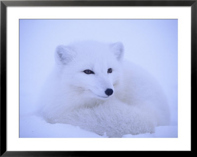 A Close View Of An Arctic Fox by Paul Nicklen Pricing Limited Edition Print image