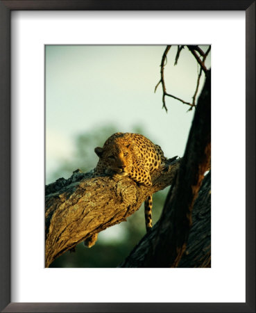 A Leopard Rests On A Large Tree Branch by Beverly Joubert Pricing Limited Edition Print image