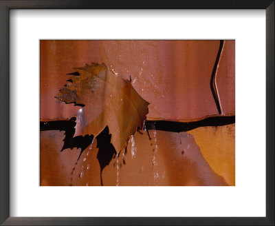 Water Drips From A Sculpture In The Shape Of A Leaf by Jason Edwards Pricing Limited Edition Print image
