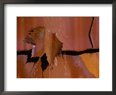 Water Drips From A Sculpture In The Shape Of A Leaf by Jason Edwards Pricing Limited Edition Print image