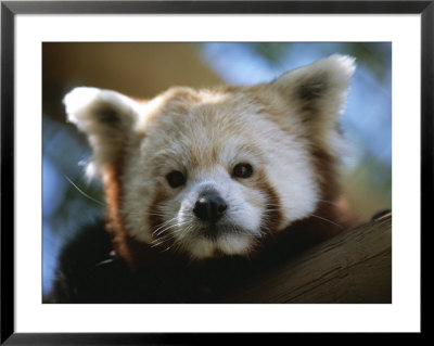Close View Of A Red Panda by Joel Sartore Pricing Limited Edition Print image