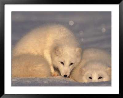 Arctic Foxes (Alopex Lagopus) by Lynn M. Stone Pricing Limited Edition Print image