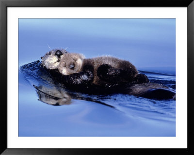 Sea Otter With Offspring by Lynn M. Stone Pricing Limited Edition Print image