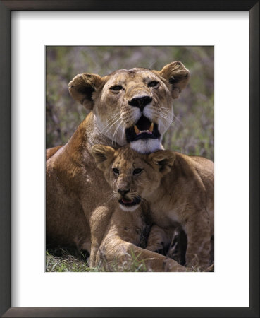 African Lion And Lion Cub, Panthera Leo by Robert Franz Pricing Limited Edition Print image