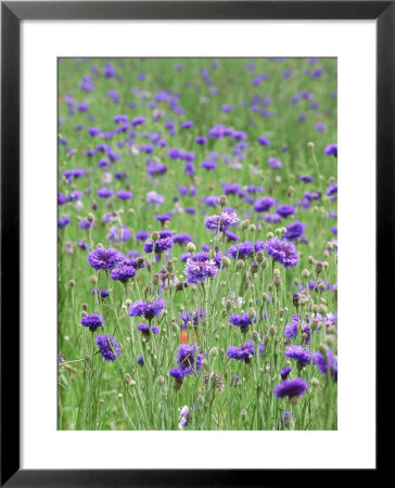 Wildflower Meadow With Cornflowers (Centaurea Cyanus) Rundale Barn by Mark Bolton Pricing Limited Edition Print image