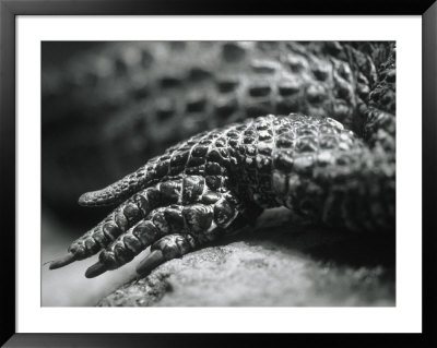 Close-Up Of A Leg Of A Lizard by Henry Horenstein Pricing Limited Edition Print image