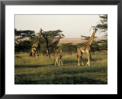 Giraffes, Masai Mara National Park, Kenya by Michele Burgess Pricing Limited Edition Print image