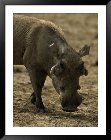 Warthog, Phacochoerus Aethiopicus by Robert Franz Pricing Limited Edition Print image
