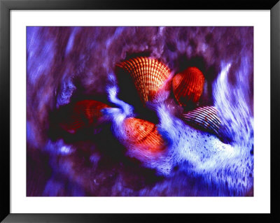 Seashells And Surf Along Alabama Gulf Beach, Al by Pat Canova Pricing Limited Edition Print image