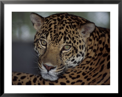 Wild Cat by Fogstock Llc Pricing Limited Edition Print image