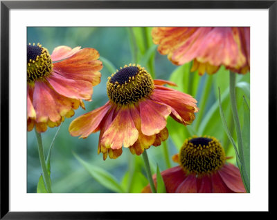 Helenium (Sahins Early) by Mark Bolton Pricing Limited Edition Print image