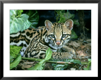 Ocelot, Felis Pardalis by James H. Robinson Pricing Limited Edition Print image