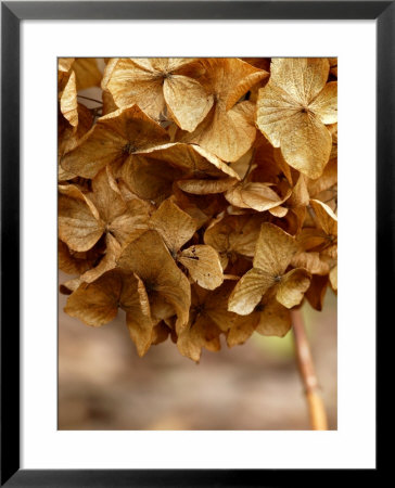 Hydrangea, Dried Flower Head, March by Susie Mccaffrey Pricing Limited Edition Print image