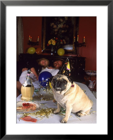 Pug Dog After New Year's Eve Party by Paul Gallaher Pricing Limited Edition Print image