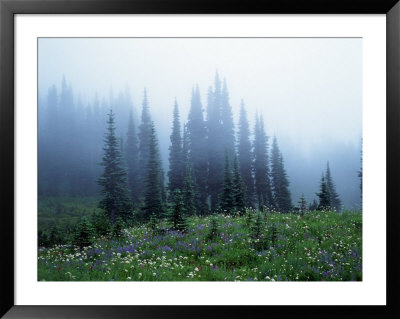 Wildflowers And Trees In Mist, Mt. Ranier National Park, Wa by Mark Windom Pricing Limited Edition Print image