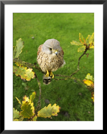 Kestrel, Male Perched In Oak Tree, Uk by David Tipling Pricing Limited Edition Print image