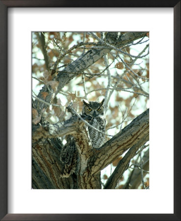 Great Horned Owl In Tree, Nm by Stan Osolinski Pricing Limited Edition Print image