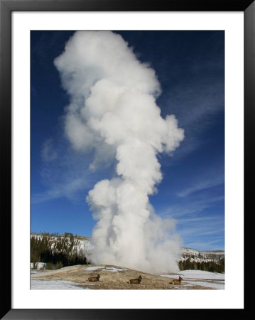 Female Elk By Old Faithful Geyser, Yellowstone National Park by Yvette Cardozo Pricing Limited Edition Print image