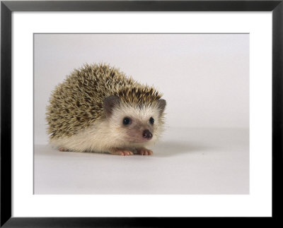 Four-Toed Hedgehog by Les Stocker Pricing Limited Edition Print image