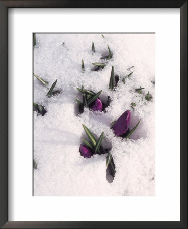 Purple Flowers In Snow by Eric Kamp Pricing Limited Edition Print image