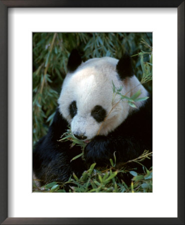 Giant Panda, Ailuropoda Melanoleuca by Robert Franz Pricing Limited Edition Print image