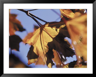 Autumn Color Of Maple Leaves, Co by Gary Conner Pricing Limited Edition Print image
