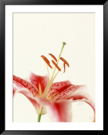 Robrum Lily by David Porter Pricing Limited Edition Print image