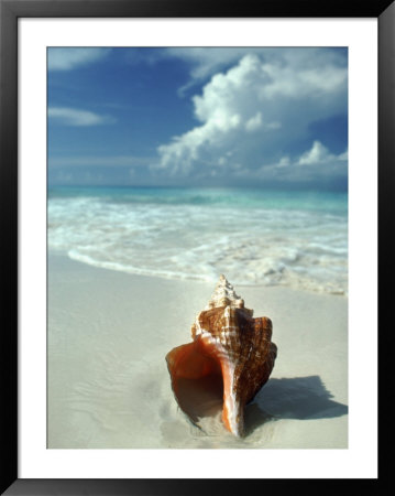 Seashell On Beach by William Swartz Pricing Limited Edition Print image