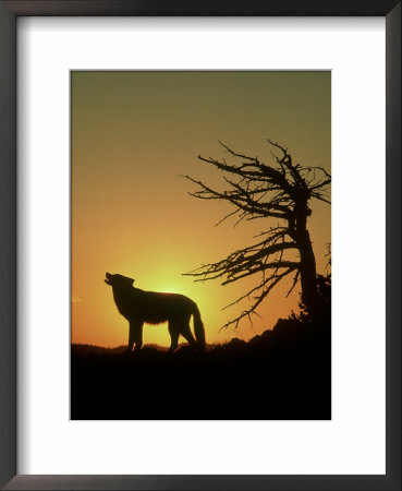 Grey Wolf, Canis Lupus Howling At Sunset Montana, Usa by Alan And Sandy Carey Pricing Limited Edition Print image