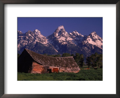 Old Barn And Cows, Tetons In Background, Wy by Bonnie Lange Pricing Limited Edition Print image