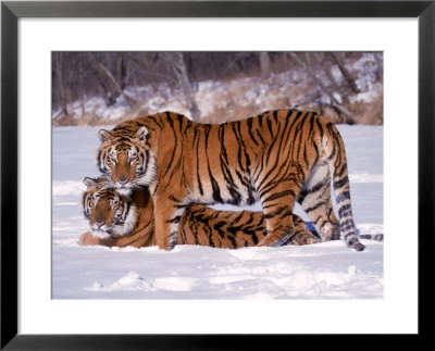 Siberian Tigers by Lynn M. Stone Pricing Limited Edition Print image