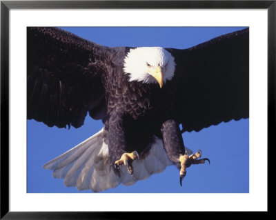 Bald Eagle Flying by Lynn M. Stone Pricing Limited Edition Print image