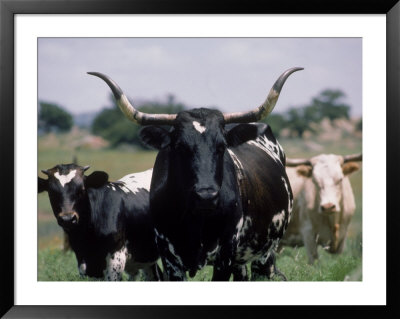 Texas Longhorn Cattle On Wildlife Refuge, Ok by Allen Russell Pricing Limited Edition Print image