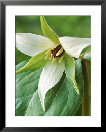 Trillium Erectum Close-Up Of Flower by Chris Burrows Pricing Limited Edition Print image