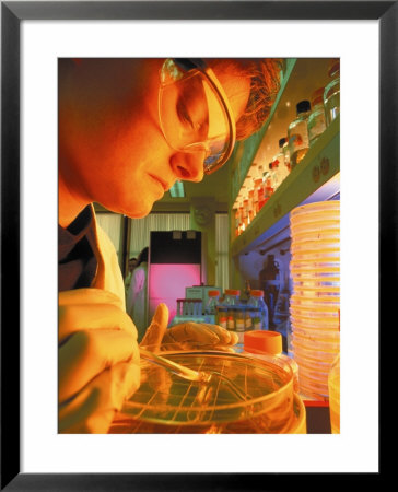 Woman With Petri Dish Working In Lab by Peter Gregoire Pricing Limited Edition Print image