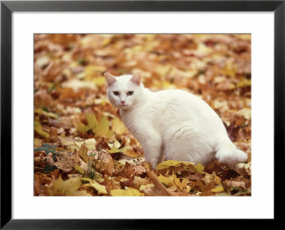 White Cat In Autumn Leaves by Rudi Von Briel Pricing Limited Edition Print image