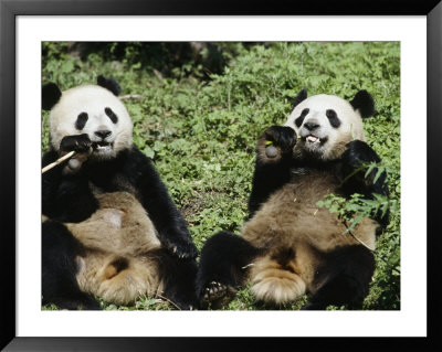 Giant Panda Bears Eating, Wolong, China by Erwin Nielsen Pricing Limited Edition Print image