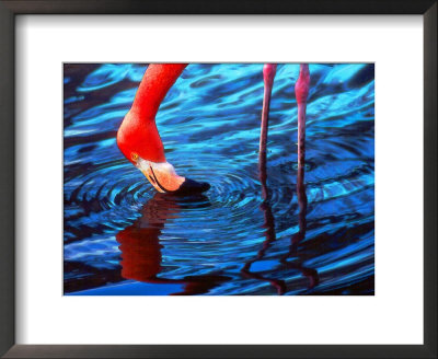 Flamingo by Pat Canova Pricing Limited Edition Print image