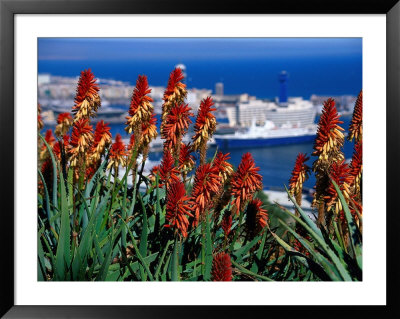 Flowers With Port In Background, Barcelona, Spain by Terri Froelich Pricing Limited Edition Print image