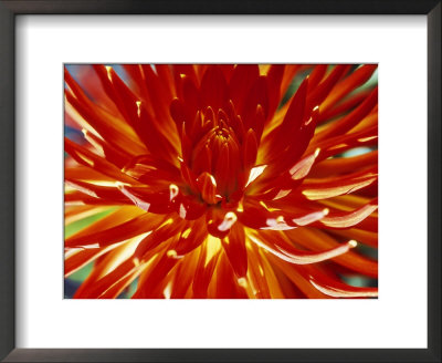 Dahlia Carnival by Lynn Keddie Pricing Limited Edition Print image