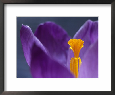 Crocus Vernus Remembrance (Spring Flowering Crocus) by Hemant Jariwala Pricing Limited Edition Print image