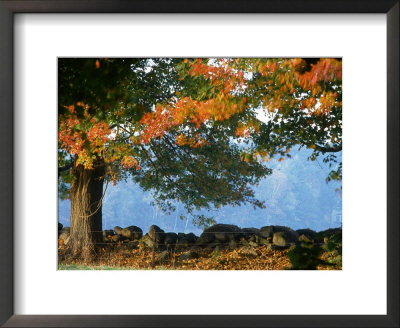 Tree Next To Stone Wall, Autumn, New England by Gary D. Ercole Pricing Limited Edition Print image